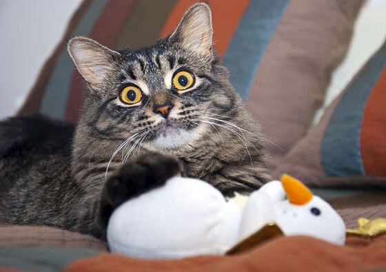 大型水上飞人表演,激流与空中的极限挑战,水上飞人有危险吗